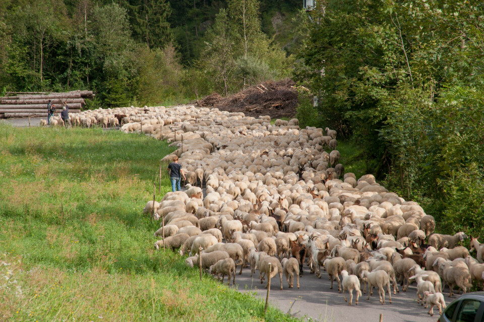 Herd of sheep during the transhumance