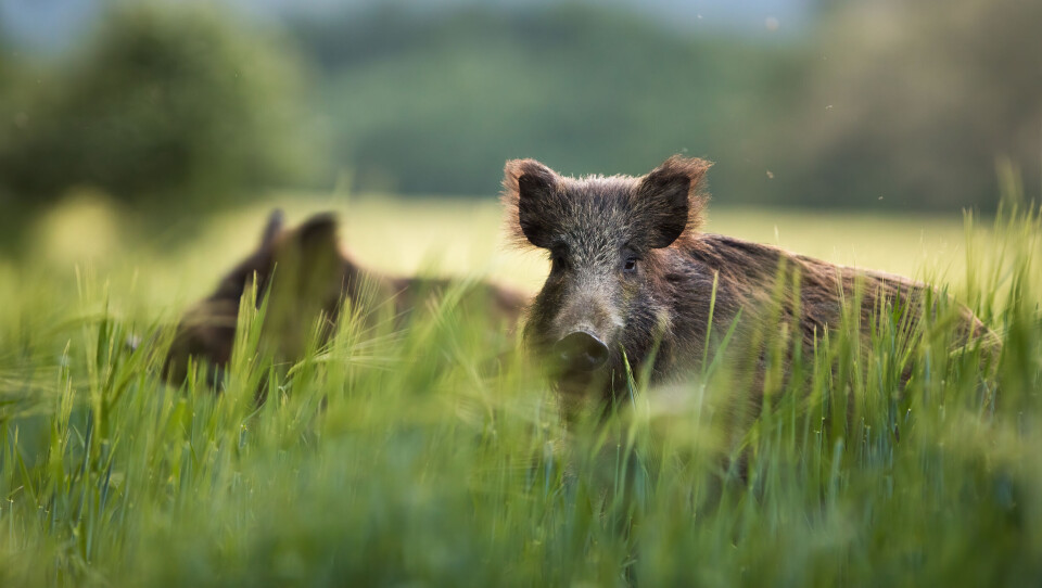 A boar eating grass and crops in France