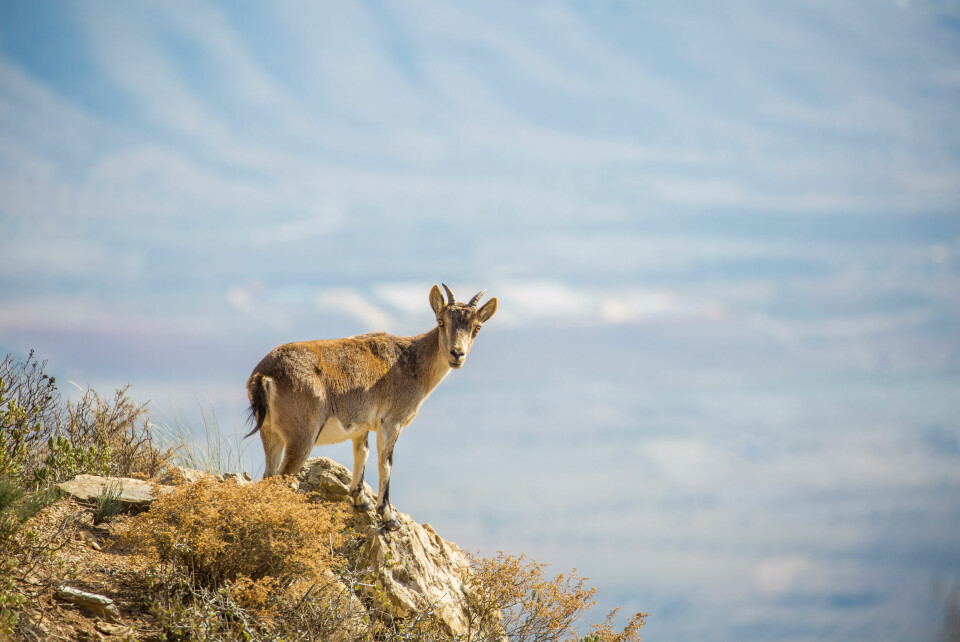 A photo of an Ibex mountain goat in Europe