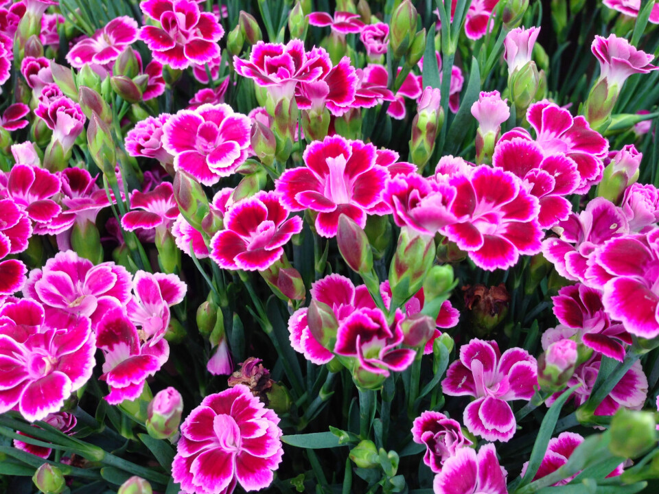 Charlie Goodall / Shutterstock Dianthus Pink Kisses