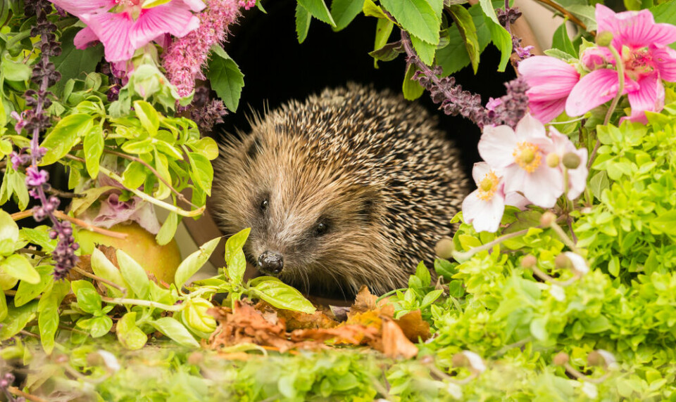 A close up photo of a hedgehog in greenery surrounded by flowers and leaves