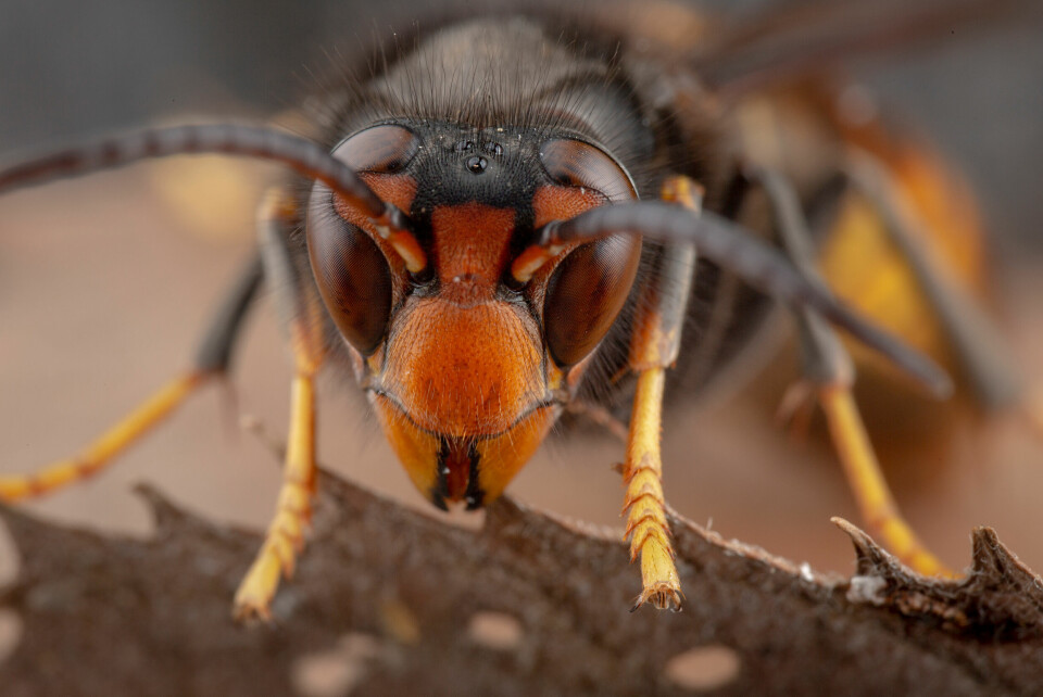 A close-up of an Asian hornet
