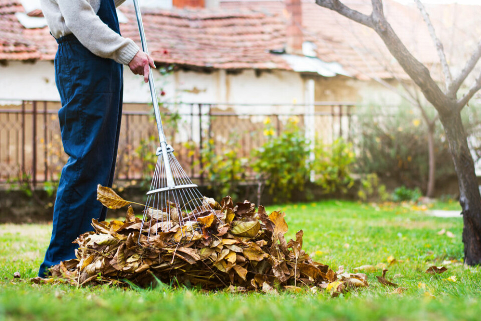 A photo of a man raking up autumn leaves in a garden