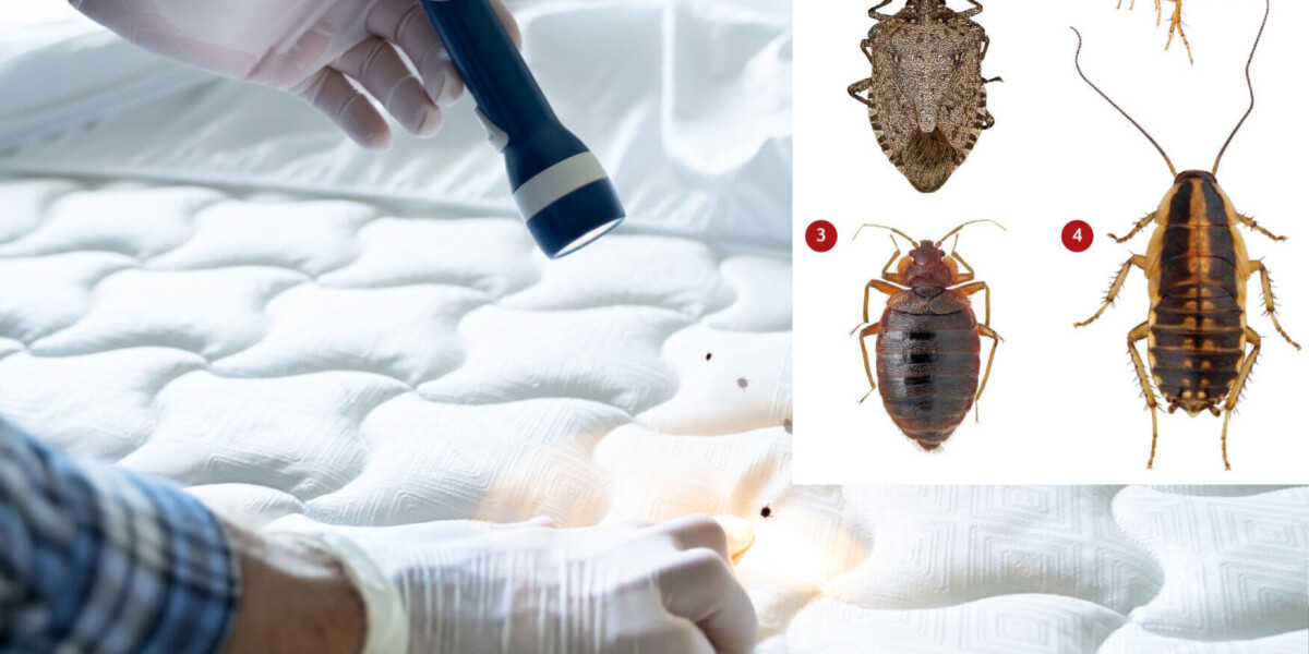 Try our test: identify different bugs you may find at a home in france