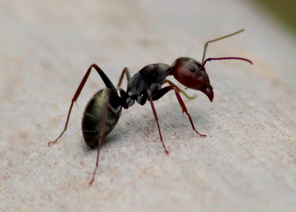 A common black ant on a wooden table