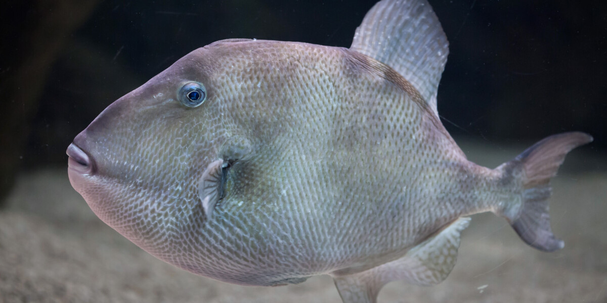 Which fish is biting (a few) holidaymakers on france’s southern coast?