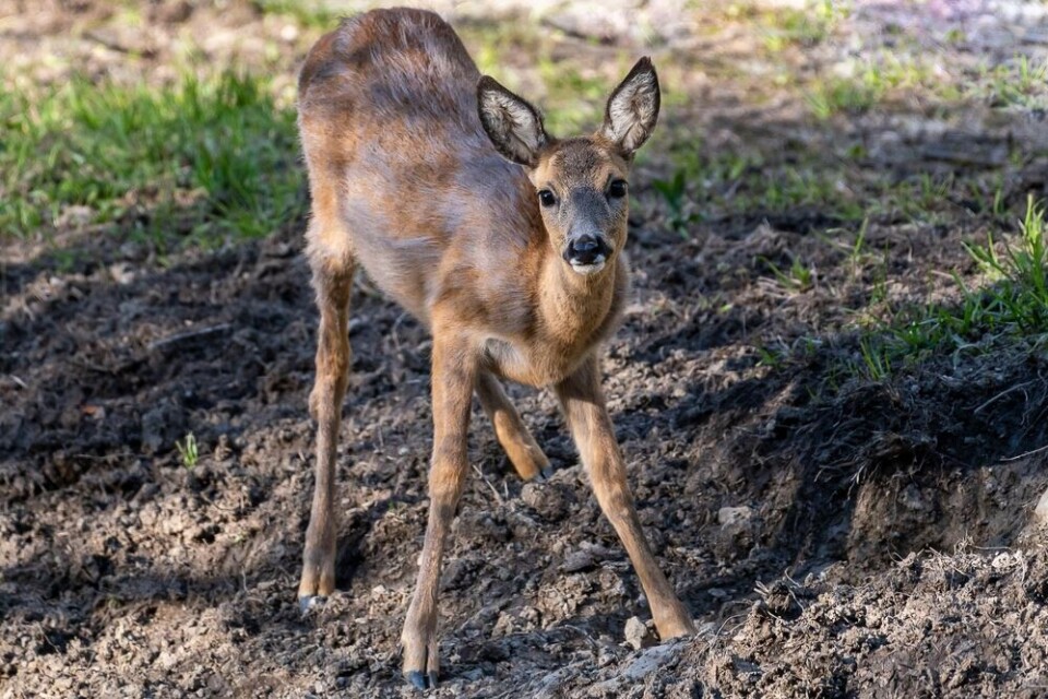 A roe deer in the French Alps