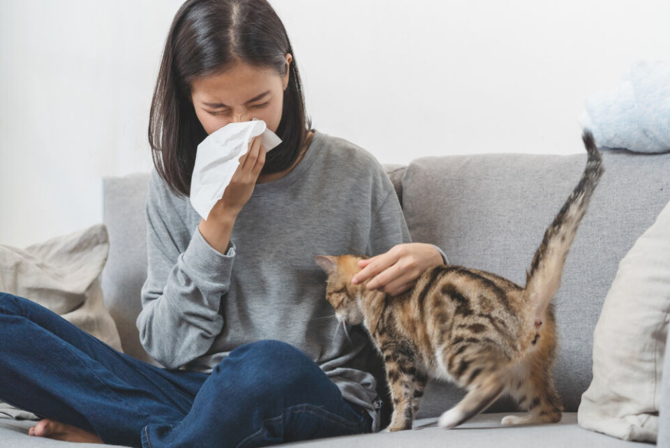Pormezz / Shutterstock A view of a woman sneezing while stroking a cat on a sofa