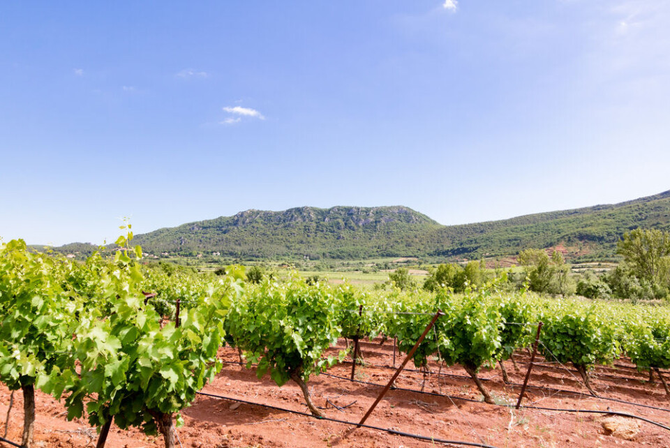 ldgfr photos / Shutterstock