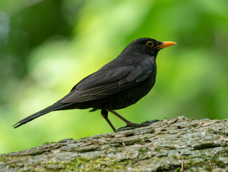 A blackbird on a branch