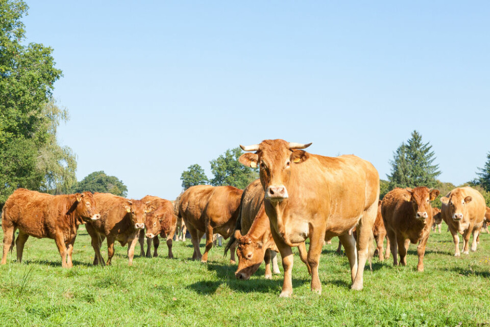 A herd of brown Limousin cows in France