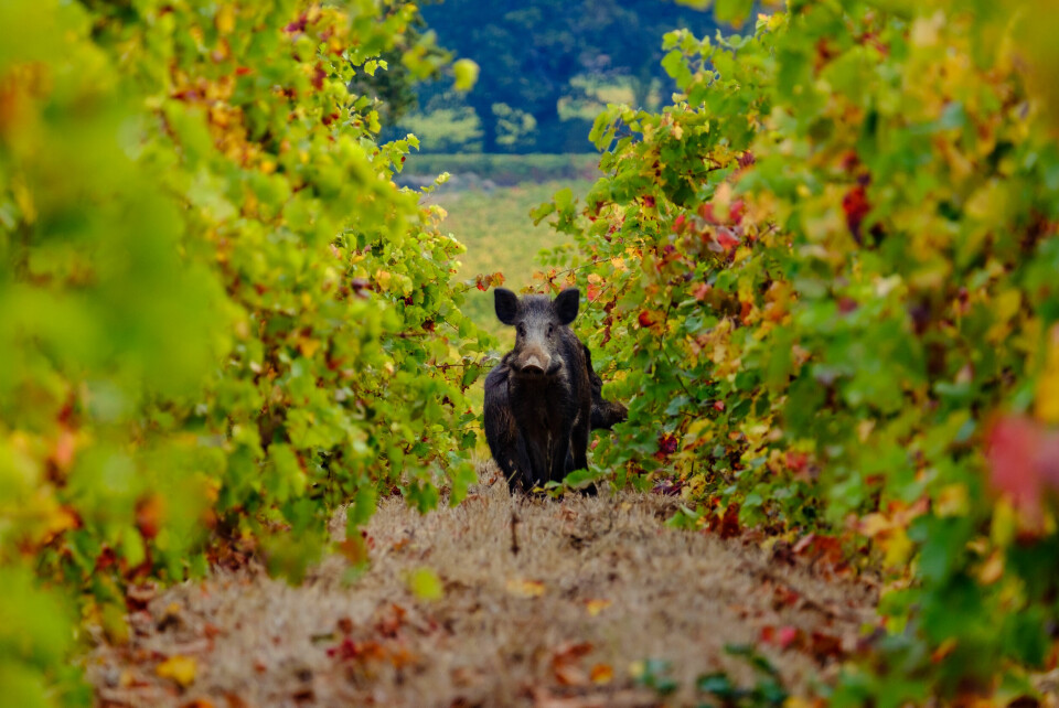 A photo of a wild boar in among vines