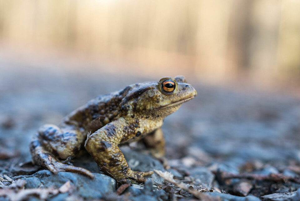 A European toad (bufo bufo) on a forest road