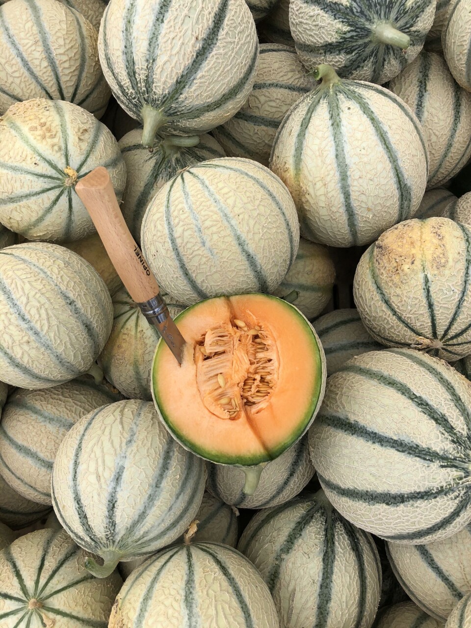 Syndicat des maitres melonniers de Cavallion