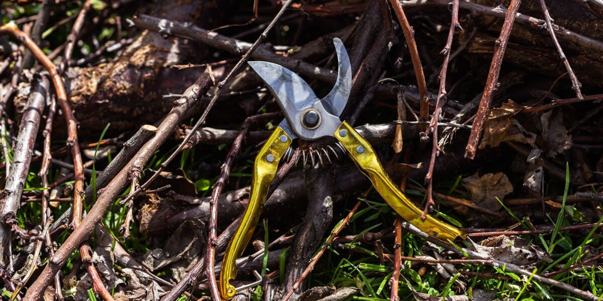 French property owners and tenants: the rules for obligatory overgrowth clearance
