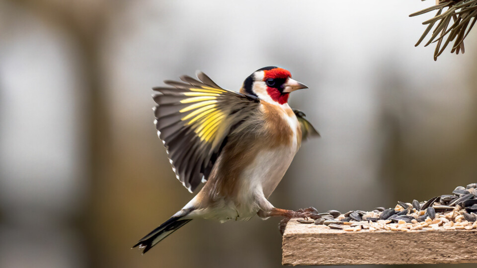A photo of a goldfinch on a feeding board in a garden