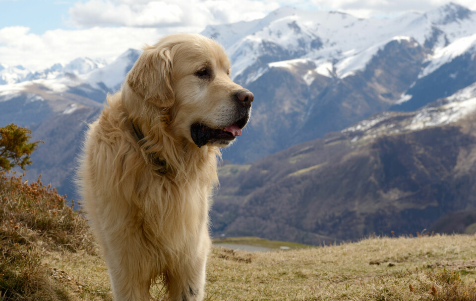 A Great Pyrenees in front of a mountain vista