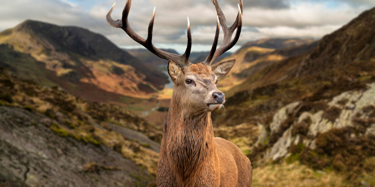 Stag Mateing Ritual Experience the Stag Mating Season in France: Forest Walks, Imitation ...