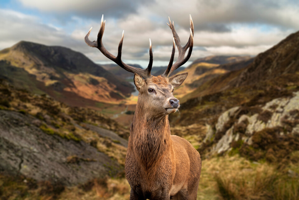 Matt Gibson A stag in a forest. Listen: ‘Stag bellowing’ season continues in French forests
