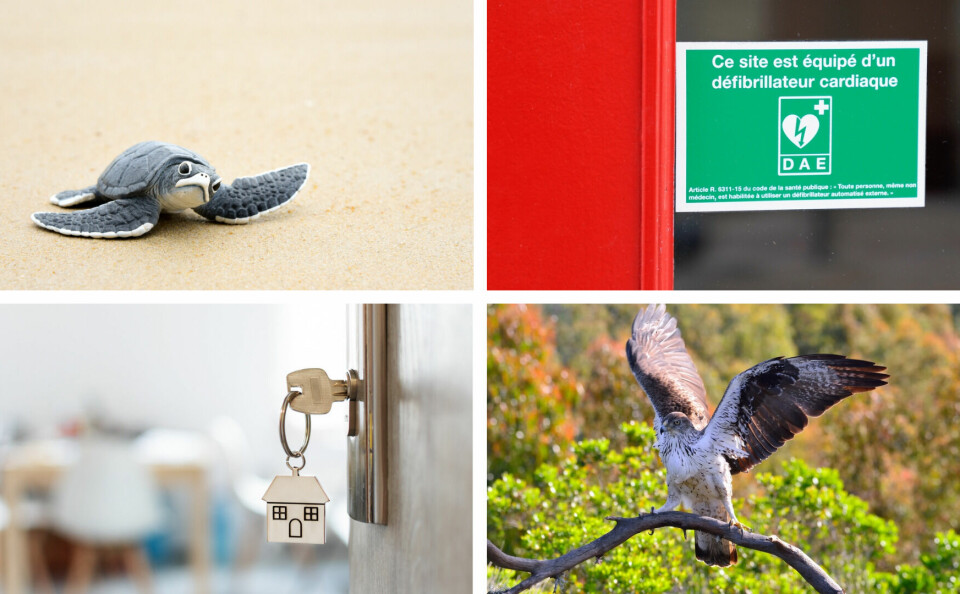 A four-part split image of a baby turtle, a defibrillator, a Bonelli’s eagle, and a house key opening a home door