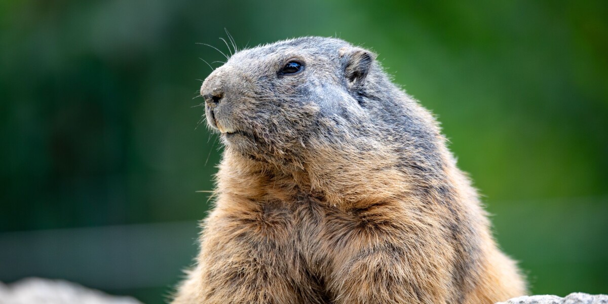 France’s marmots are back as they emerge from a winter of hibernating