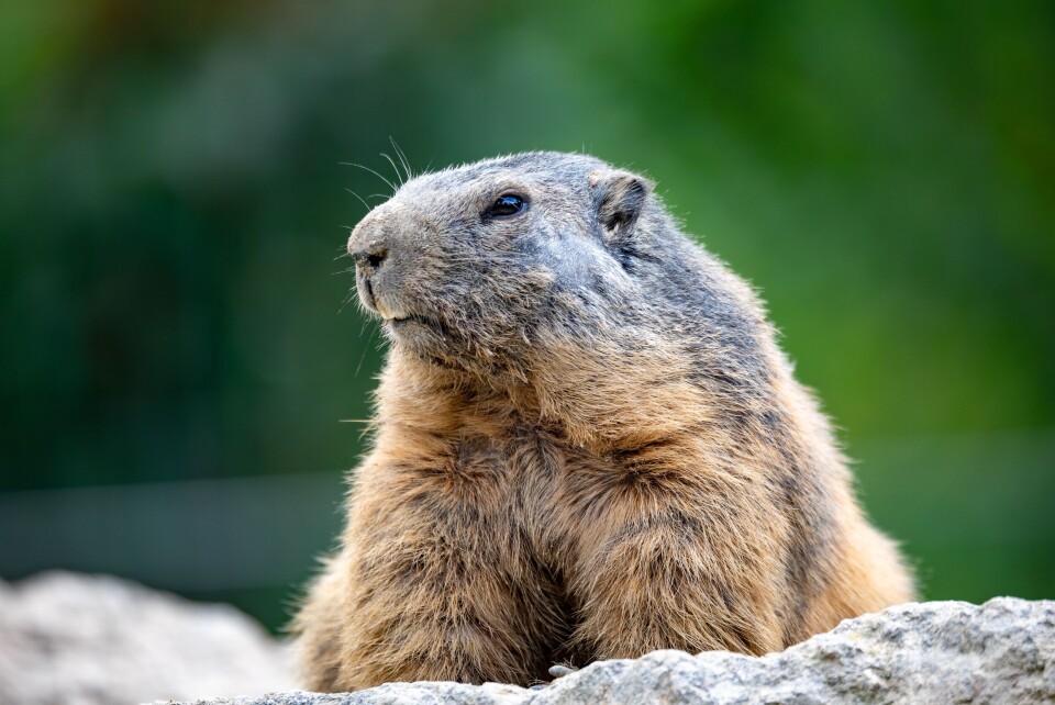 Artush / Shutterstock