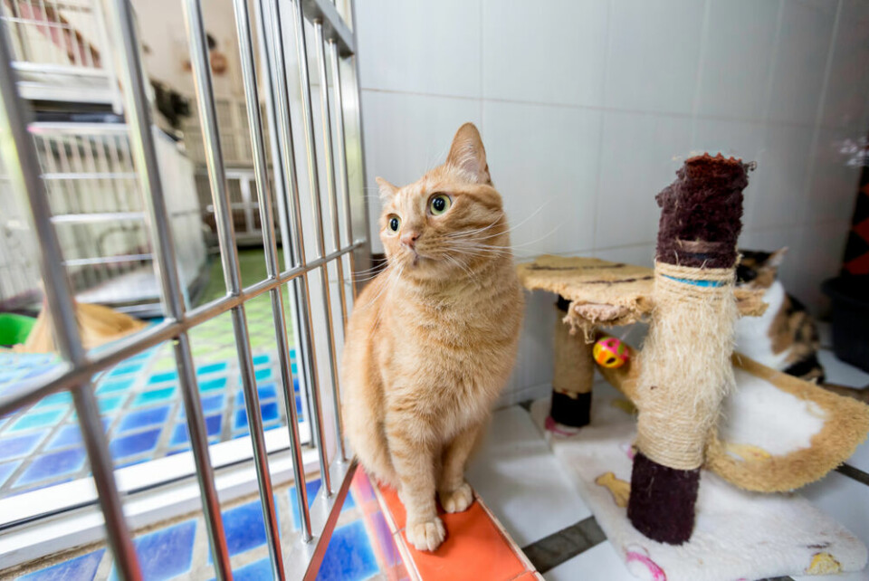 A cat in a rescue kennel