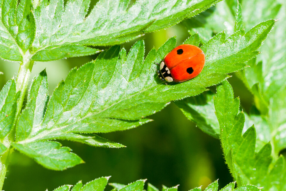 A two-spotted ladybird on a bright green plant