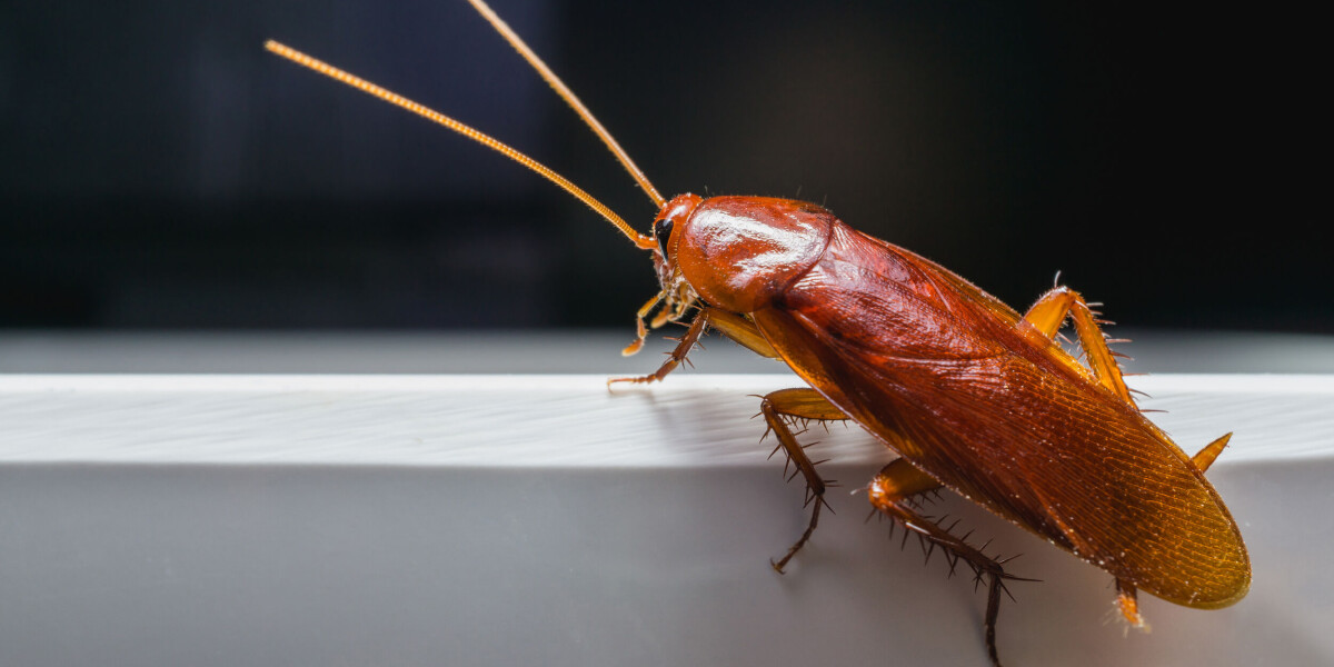 Cockroaches and bedbugs found on marseille’s bus and metro network
