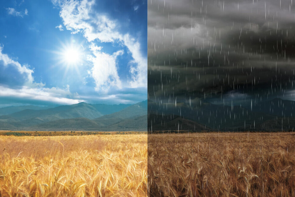 A wheat field in two kinds of weather, sun on one side and rain on the other