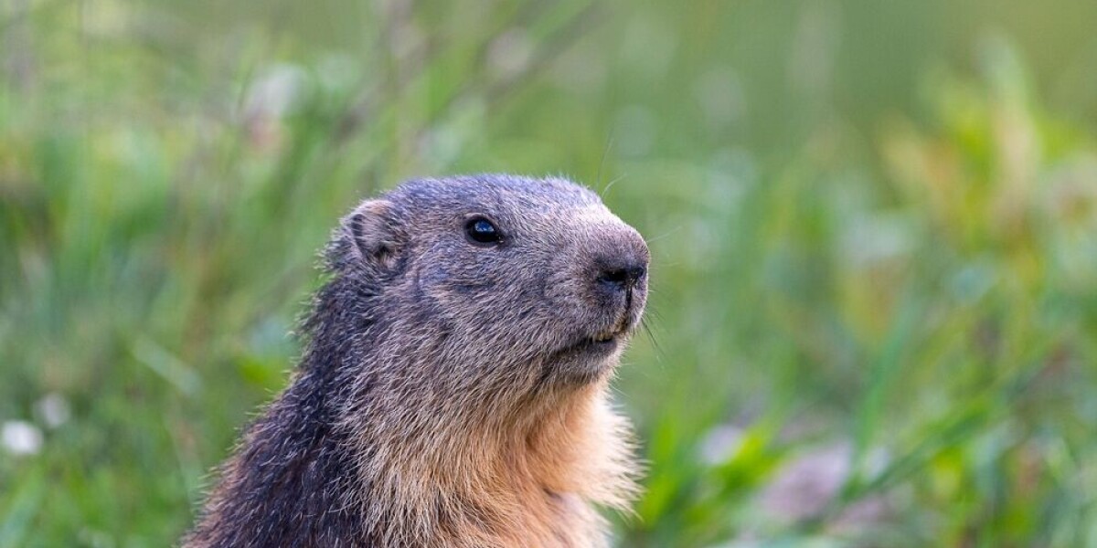 Associations seek end to marmot hunting in france