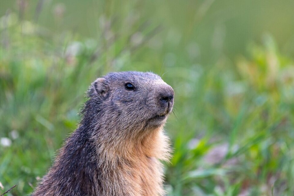 A view of a marmot in the French Alps