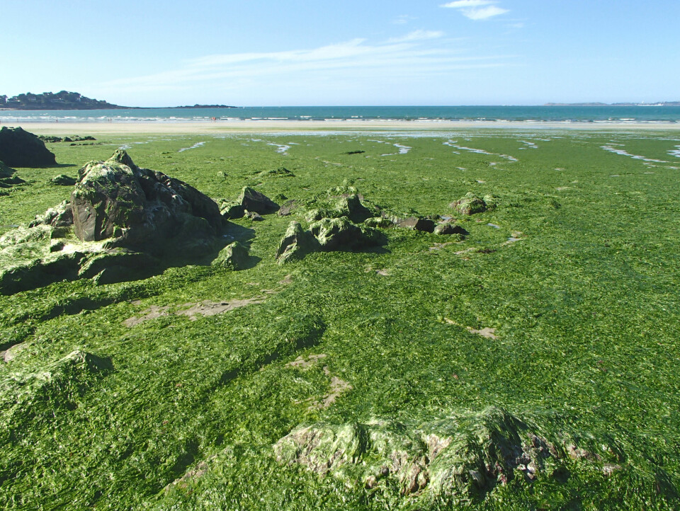 Overgrown green algae on the Breton coast