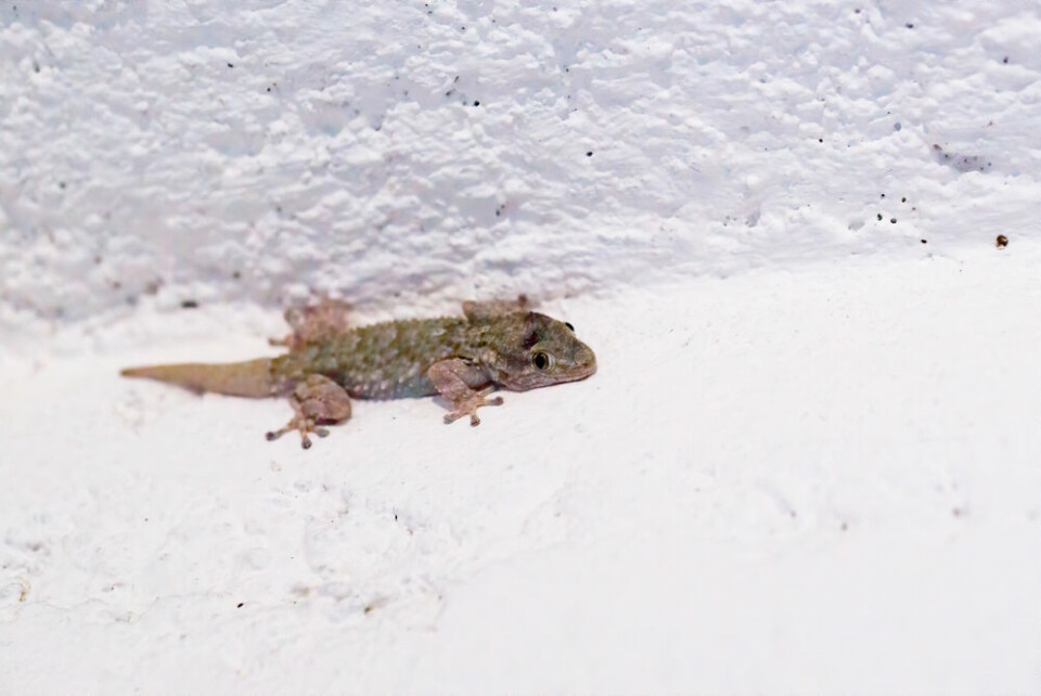 A photo of a Taranto gecko lizard on a bright white wall