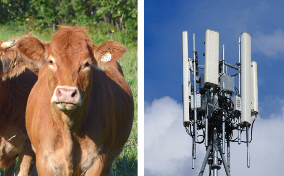 A herd of cows photo next to a photo of 4G and 5G antennas