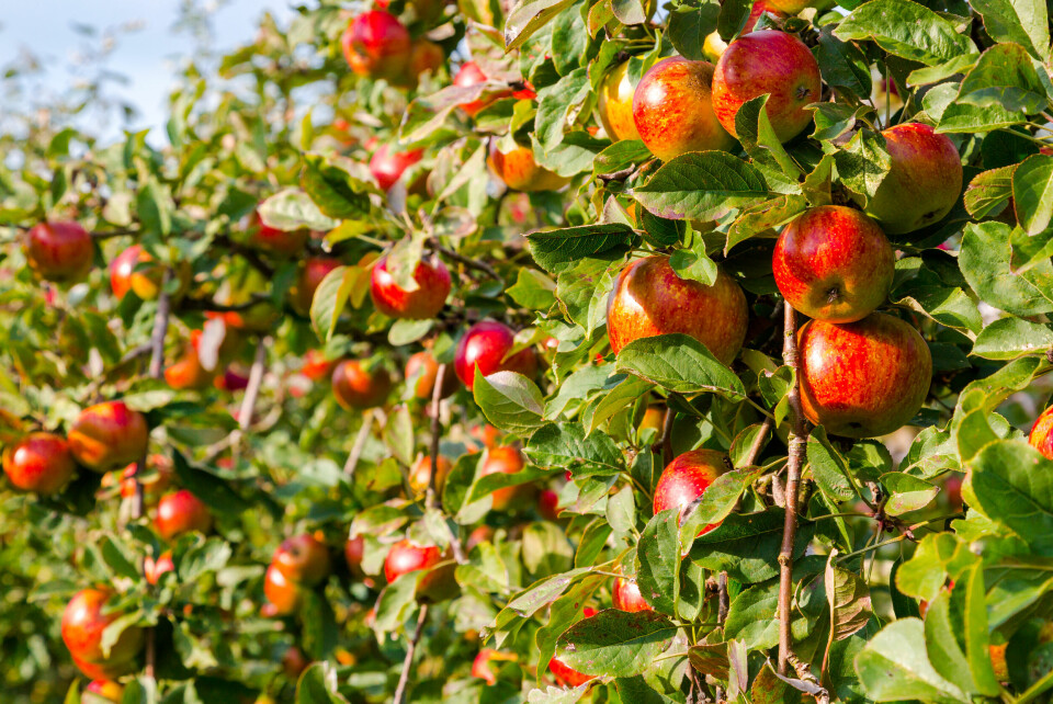 A photo of an apple tree full of fruit