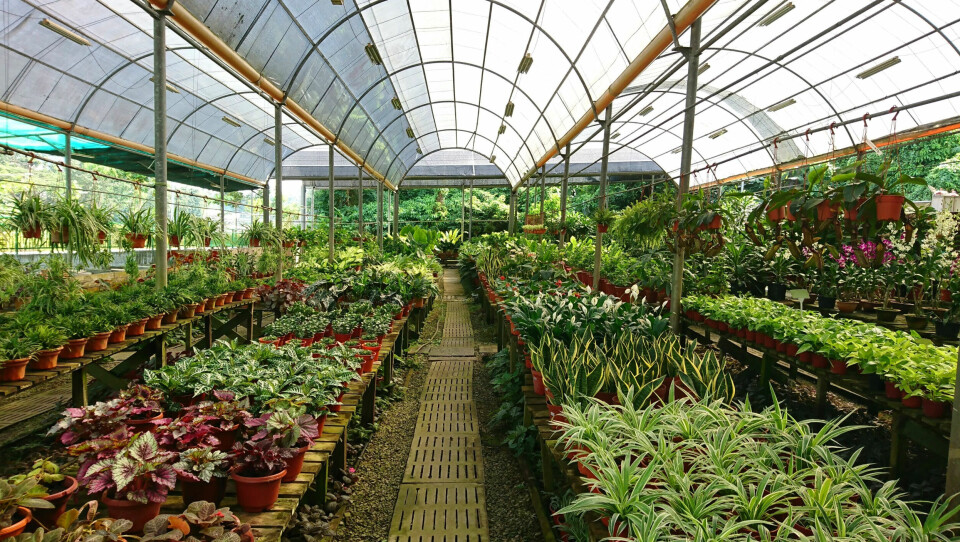 A greenhouse nursery with potted plants protected from direct sunlight