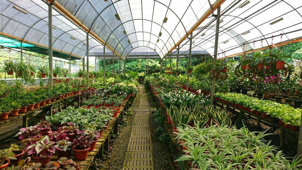 Cheng Wei / Shutterstock A greenhouse nursery with potted plants protected from direct sunlight