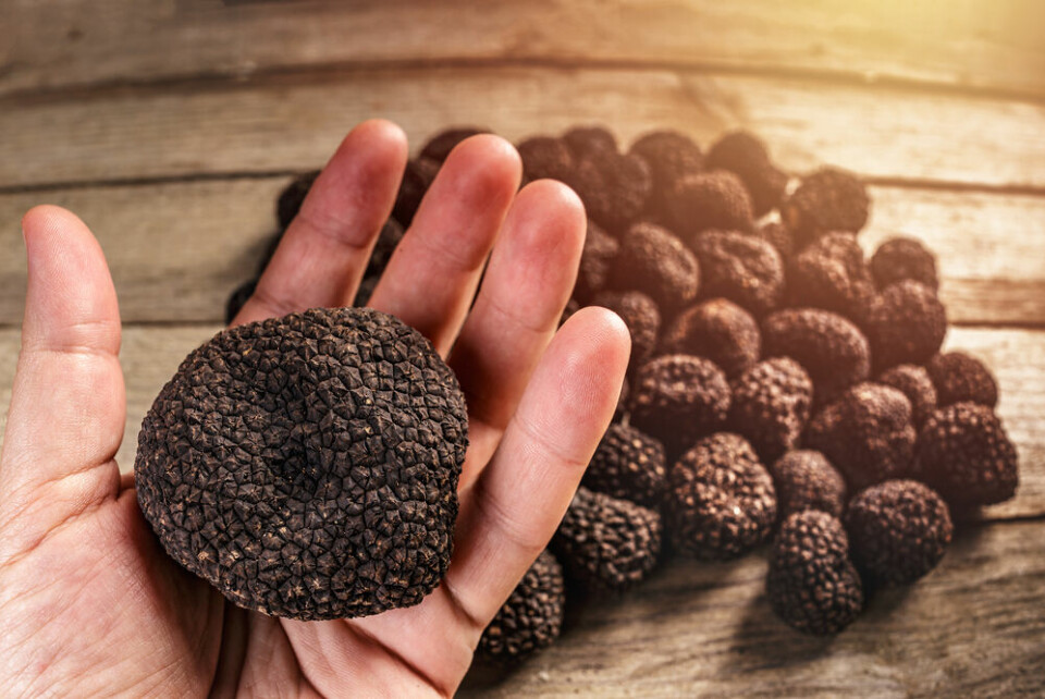 A man's hand holding a large black truffle