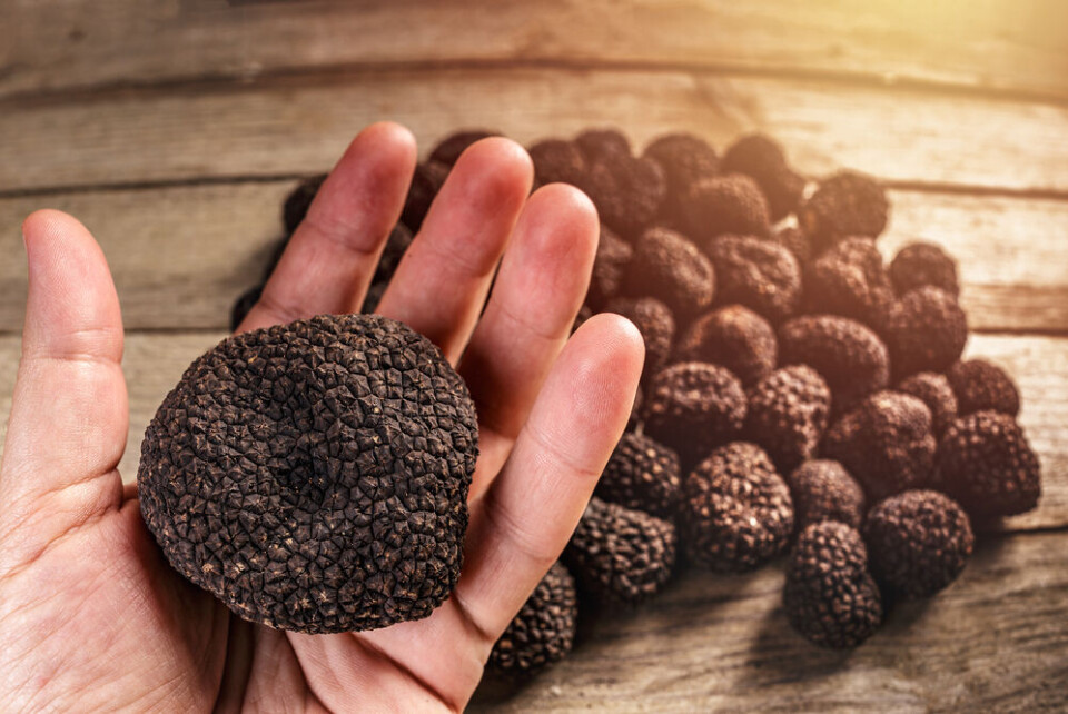 A man's hand holding a large black truffle