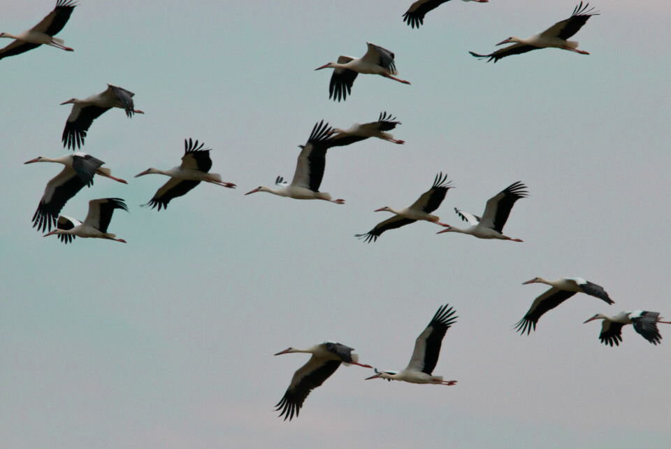 A photo of storks flying in a flock