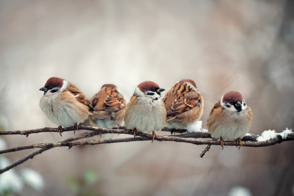 Sparrows nestle together on a tree branch
