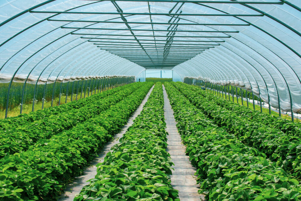 A photo of a professional greenhouse full of strawberry plants