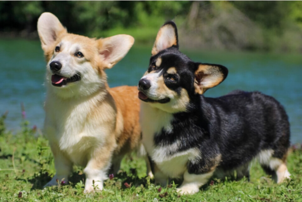 two Pembroke Welsh Corgis