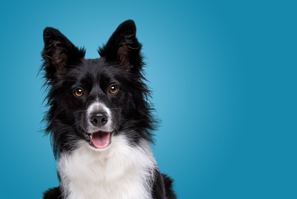 Erik Lam / Shutterstock A border collie on a blue background looking at the camera