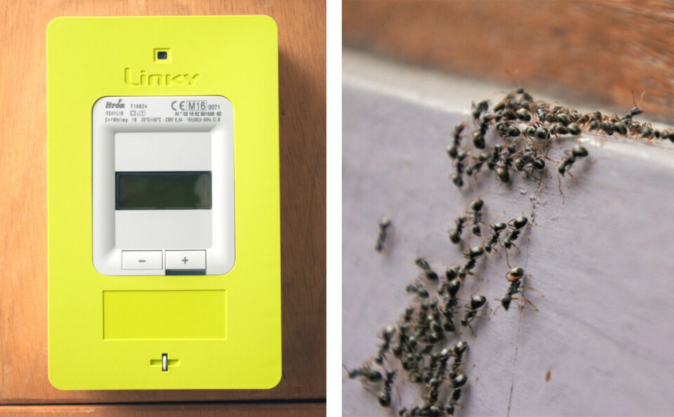 A split image with a yellow Linky meter on one side and a mass of ants on the others