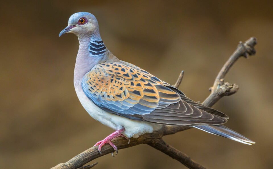 Turtle dove