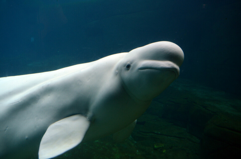 A photo of a Beluga whale in water