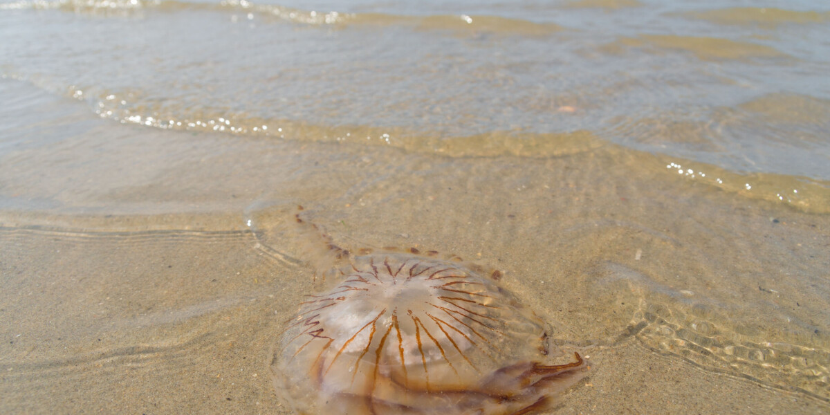 Jellyfish back on french beaches: where are they, what to do if stung?