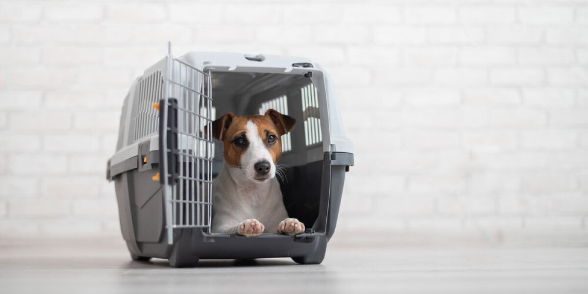 Travelling with a dog in france